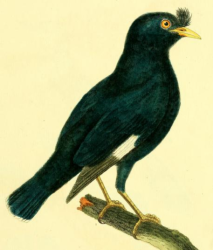 Crested Myna