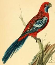 Crimson Rosella