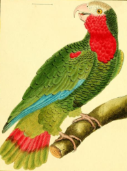Cuban Amazon