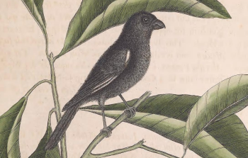 Cuban Bullfinch
