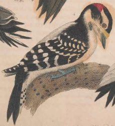 Downy Woodpecker