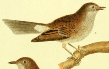 Dunnock