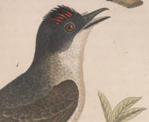 Eastern Kingbird