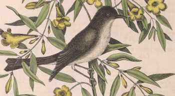Eastern Phoebe