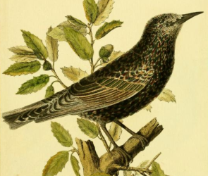 European Starling
