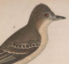 Eastern Wood Pewee