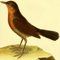 Eurasian Blackbird