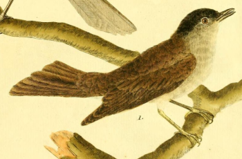 Eurasian Blackcap