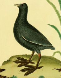 Eurasian Coot