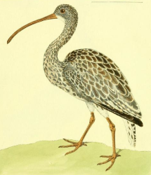 Eurasian Curlew