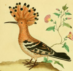 Eurasian Hoopoe 