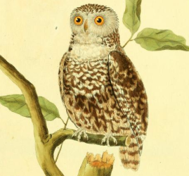 Eurasian Pygmy Owl