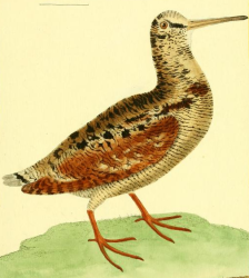 Eurasian Woodcock 