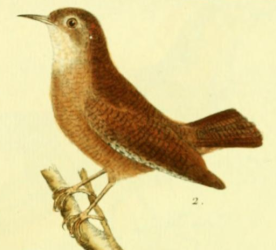 Eurasian Wren