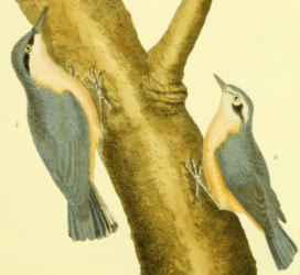 European Nuthatch