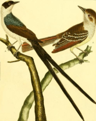 Fork-tailed Flycatcher