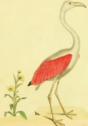 Flamingo