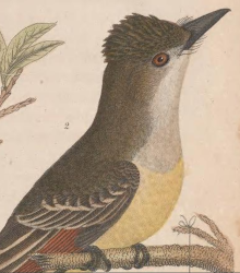 Great Crested Flycatcher