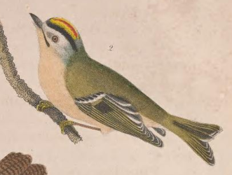 Golden-crowned Kinglet