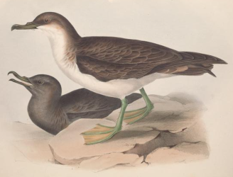Greater Shearwater