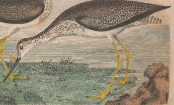 Greater Yellowlegs
