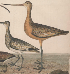 Godwit