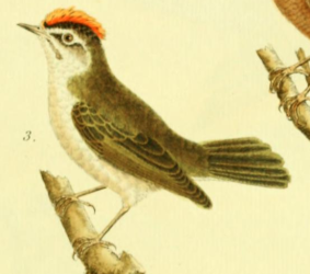 Goldcrest