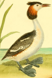 Great Crested Grebe