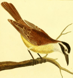 Great Kiskadee