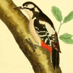 Greater Spotted Woodpecker