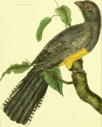 Green Backed Trogon