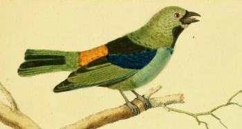 Green Headed Tanager