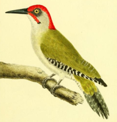 Green Woodpecker