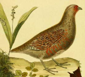 Grey Partridge