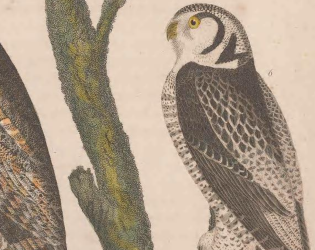 Northern Hawk Owl