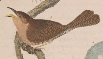 House Wren