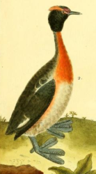 Horned Grebe