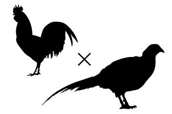 Silhouette of chicken and Pheasant