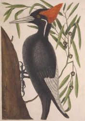 Ivory-billed Woodpecker
