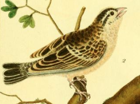 Indigobird