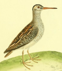 Jack Snipe