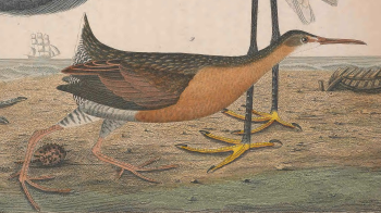 King Rail
