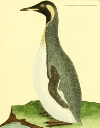 King Penguin