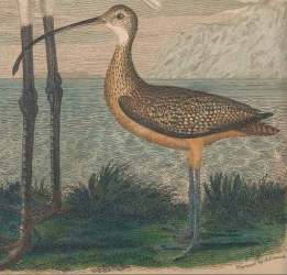 Long-billed Curlew