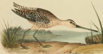 Long-billed Dowitcher