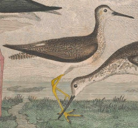 Lesser Yellowlegs