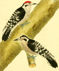 Lesser Spotted Woodpecker
