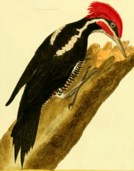 Lineated Woodpecker
