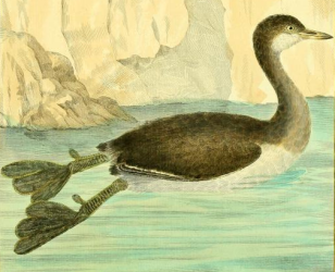 Little Grebe