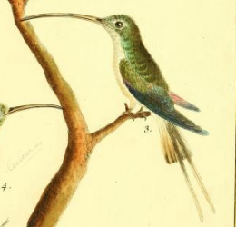 Long Tailed Hermit